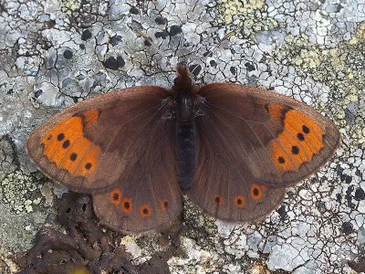 Erebia pandrose