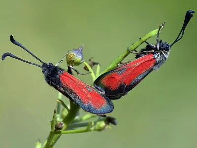 Zygaena (Mesembrynus) punctum
