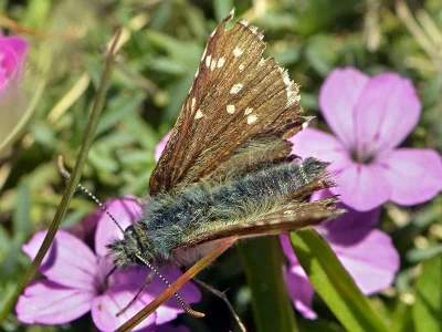 Pyrgus cacaliae