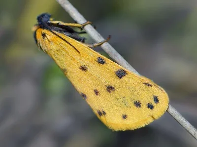 Setina roscida