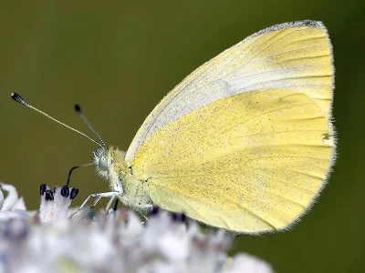Pieris (Artogeia) ergane