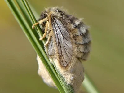 Penthophera morio