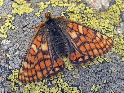 Euphydryas (Hypodryas) cynthia