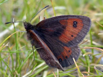 Erebia rhodopensis