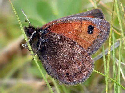 Erebia rhodopensis