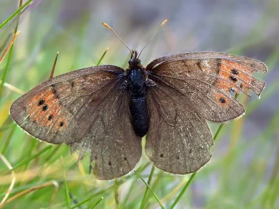 Erebia pandrose