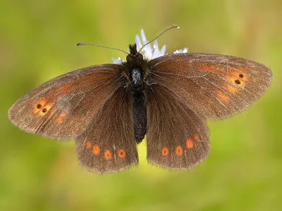 Erebia orientalis