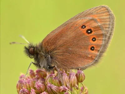 Erebia orientalis