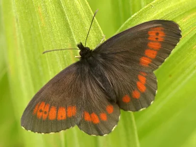 Erebia euryale