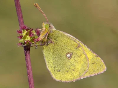 Colias chrysotheme