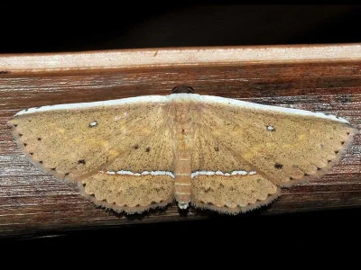 Arasada albicosta