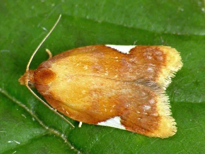 Acleris holmiana