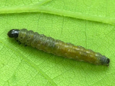 Aleimma loeflingiana