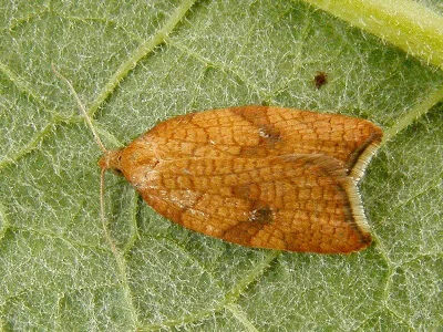 Acleris rhombana
