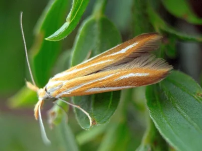 Coleophora vibicella