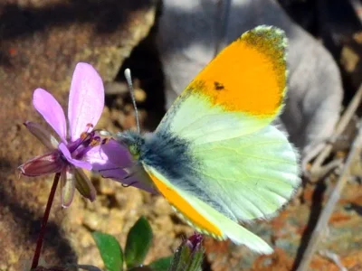 Anthocharis (Anthocharis) gruneri