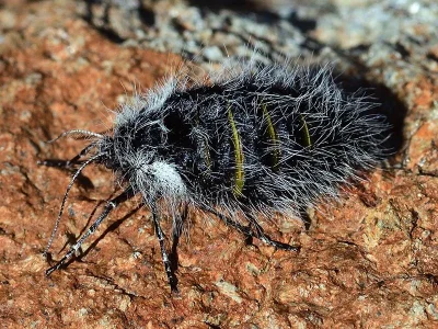 Lycia graecarius