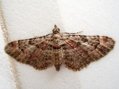 Gymnoscelis rufifasciata