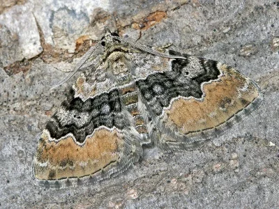Xanthorhoe quadrifasiata