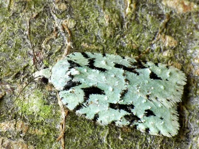 Acleris literana