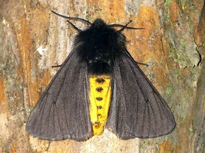 Epatolmis luctifera