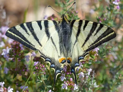 Iphiclides podalirius