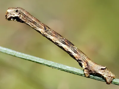 Ectropis crepuscularia