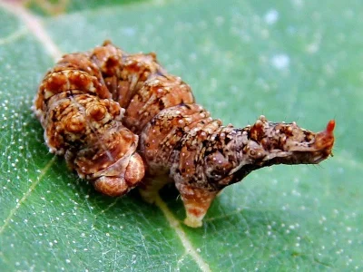 Falcaria lacertinaria