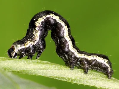 Acontia (Emmelia) trabealis