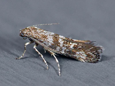 Catatinagma trivittellum