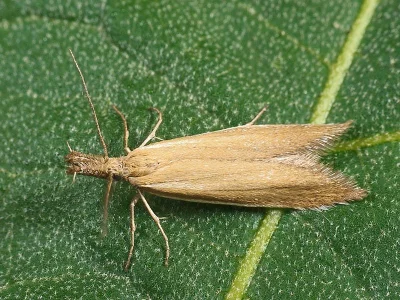Pleurota (Macropalpula) marginella