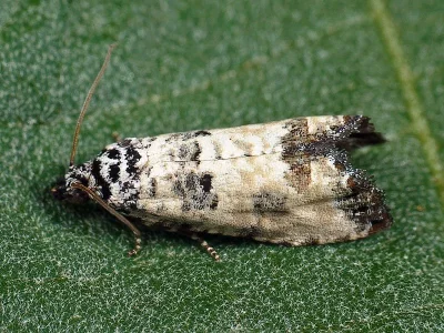 Pelochrista lugubrana