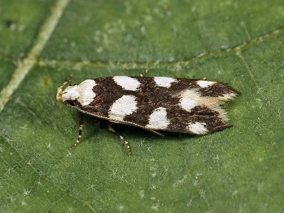 Pseudotelphusa tessella