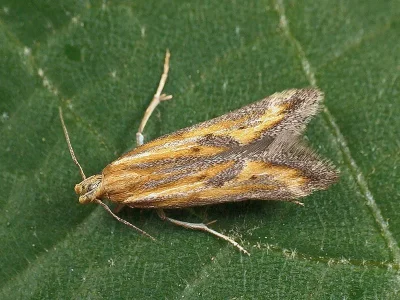 Metzneria artificella