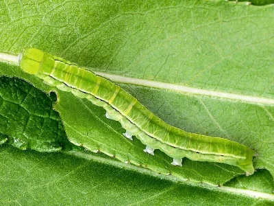 Scoliopteryx libatrix