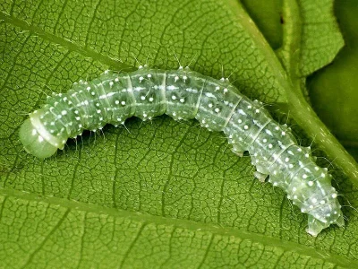 Lithophane (Lithophane) ornitopus