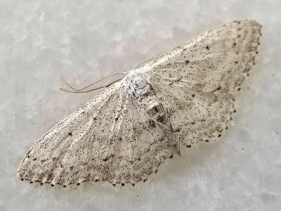 Idaea minuscularia