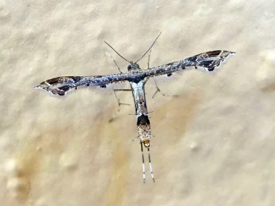 Lantanophaga pusillidactylus