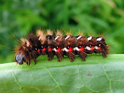 Acronicta (Viminia) rumicis