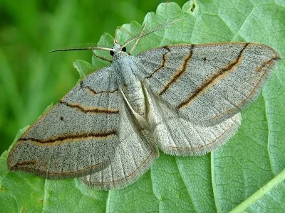Scotopteryx luridata
