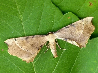 Artiora evonymaria