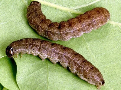 Conistra (Conistra) vaccinii