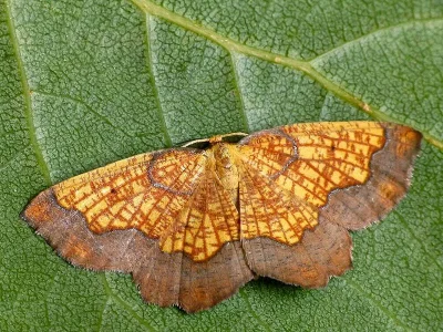 Epione vespertaria