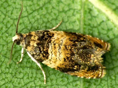 Celypha aurofasciana