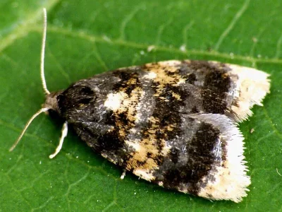 Spatalistis bifasciana