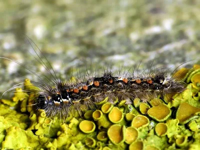 Eilema (Wittia) sororcula