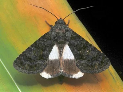 Aedia leucomelas