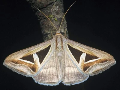 Trigonodes hyppasia