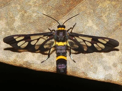 Syntomoides imaon