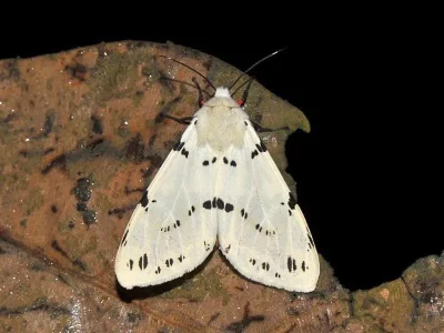 Spilarctia (Spilarctia) mona